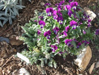 Hardy pansies in October 2010. The first blossom of 2016 opened in early March.