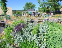 5STAR_Perennials-002