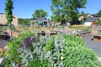 5STAR_Perennials-003