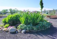 5STAR_Perennials-004