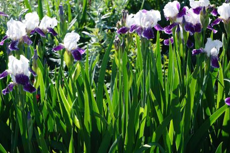 5STAR_Perennials-006