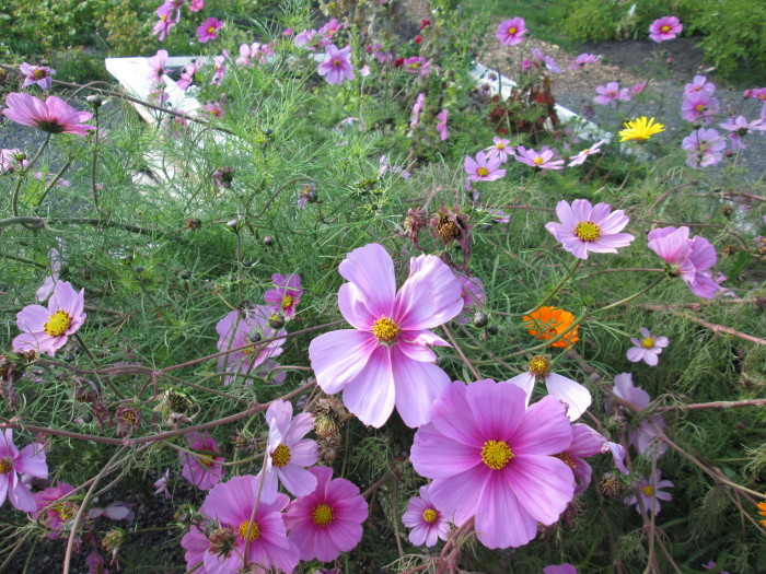 Cosmos 2015-09-25