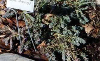Creeping Stonecrop Sedum reflexum 'Blue Spruce'